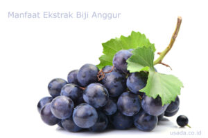 Read more about the article 5 Manfaat Ekstrak Biji Anggur Untuk Kesehatan